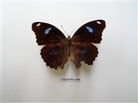 藏品(幻蛺蝶)的圖片